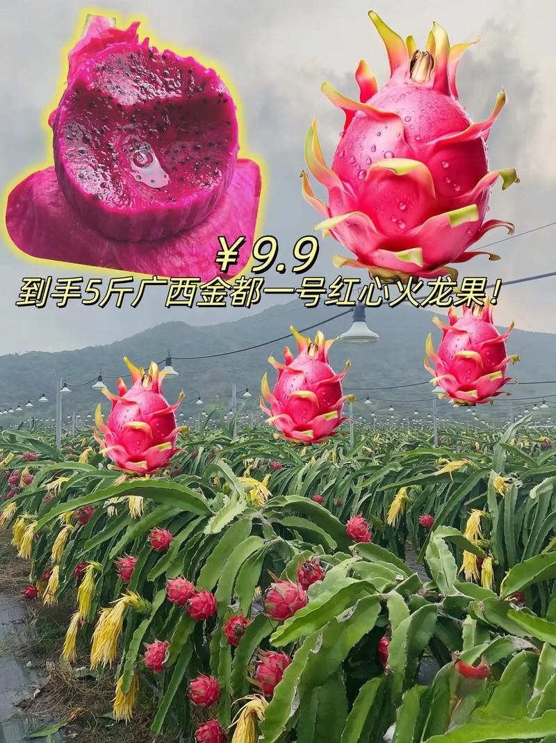 哪個品種的紅龍最好吃？