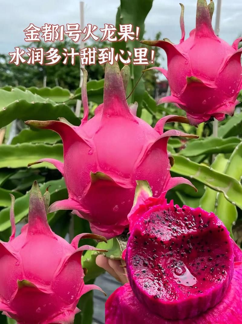 哪個品種的紅龍最好吃？
