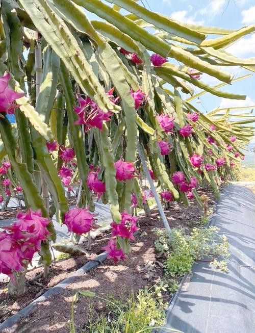 哪個品種的紅龍最好吃？