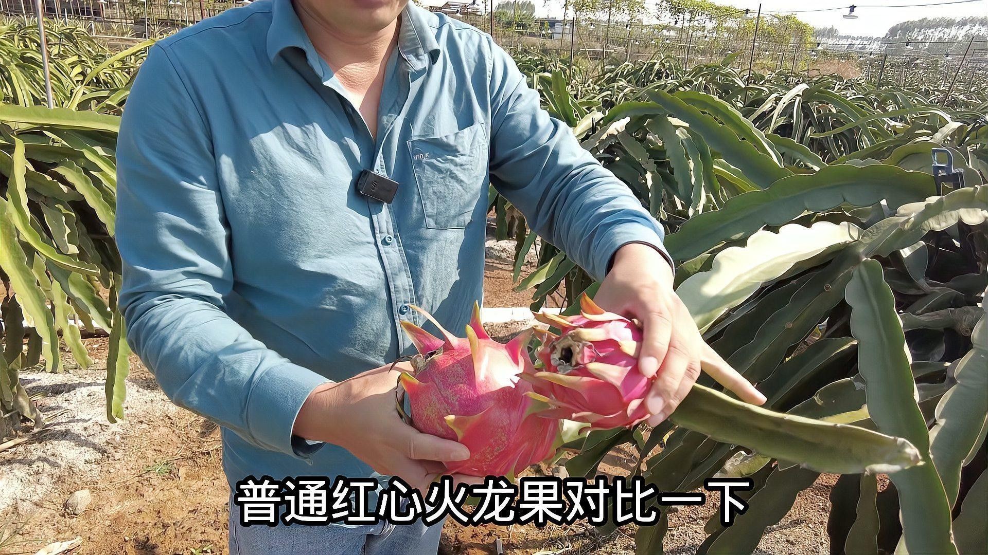 哪個品種的紅龍最好吃？