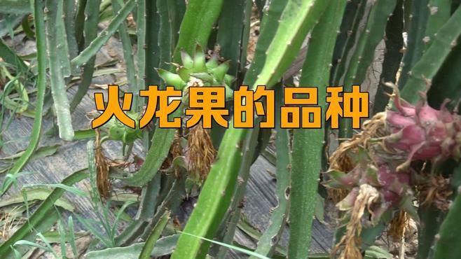 哪個品種的紅龍最好吃？