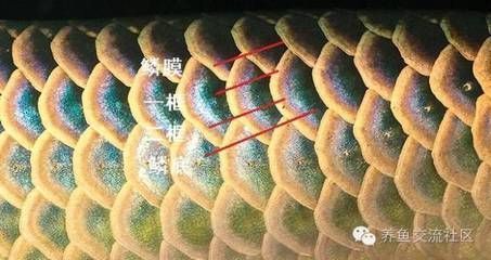 龍魚鱗片下面充血：關于龍魚鱗片下面充血的一些詳細信息 龍魚鱗片下面充血：關于龍魚鱗片下面充血的一些詳細信息 龍魚百科 第4張