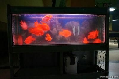 店鋪魚缸放在哪里最旺財（魚缸養什么魚最旺財）