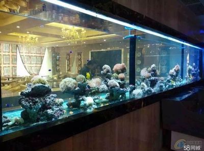 店鋪魚缸放在哪里最旺財（魚缸養什么魚最旺財）
