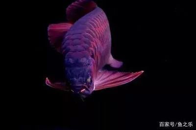 龍魚兜嘴對龍魚的影響：龍魚兜嘴對龍魚有什么影響，