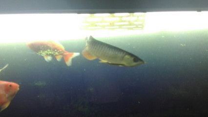 鯊魚能不能和金龍魚混養一起吃：鯊魚可以與金龍魚混養嗎？ 鯊魚能不能和金龍魚混養一起吃：鯊魚可以與金龍魚混養嗎？ 龍魚百科 第3張