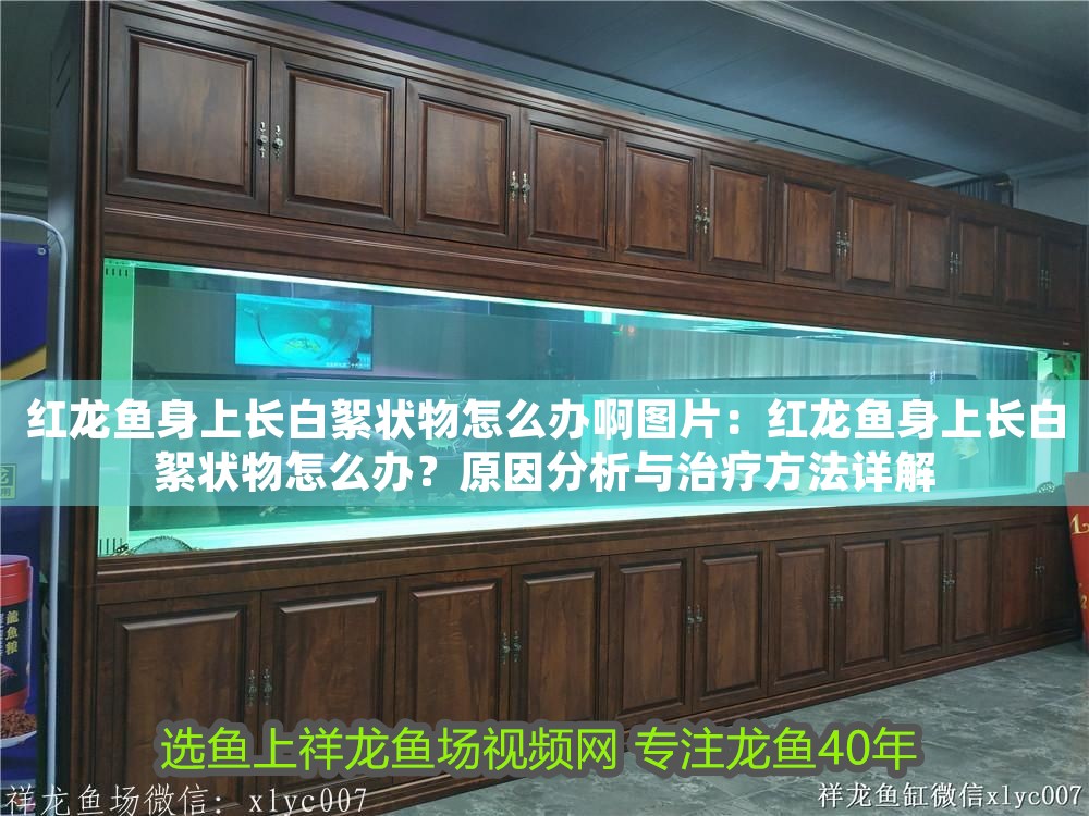 紅龍魚身上長白絮狀物怎么辦啊圖片：紅龍魚身上長白絮狀物怎么辦？原因分析與治療方法詳解