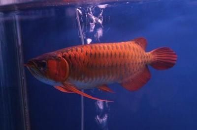 紅龍魚起名字（紅龍魚品種及其特點及其特點紅龍魚品種及其特點）