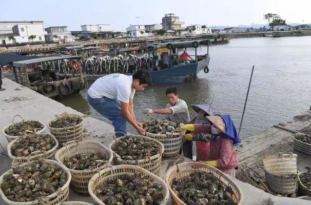 金龍魚產值多少億人民幣：金龍魚產值情況如何