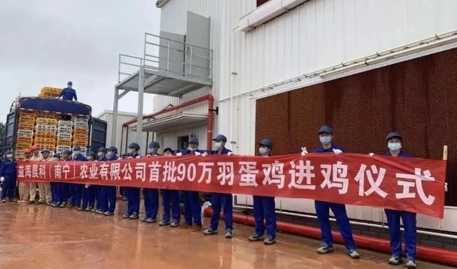 金龍魚產值多少億人民幣：金龍魚產值情況如何