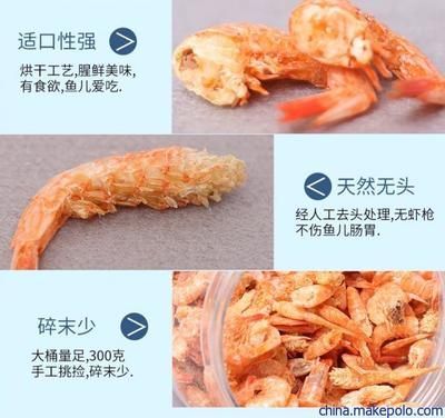 如何訓(xùn)練龍魚(yú)吃蝦干視頻（如何訓(xùn)練龍魚(yú)吃蝦干）