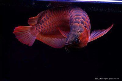 龍魚論壇哪個好（尋找好的龍魚論壇時，我們可以參考以下幾個選項，各有特色） 龍魚論壇哪個好（尋找好的龍魚論壇時，我們可以參考以下幾個選項，各有特色） 龍魚百科 第3張