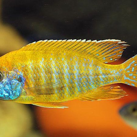 馬拉莫美洲慈鯛魚 龍魚百科 第6張 馬拉莫美洲慈鯛魚 馬拉莫美洲慈鯛魚 龍魚百科 第6張