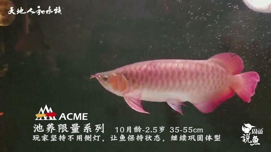 如何判斷紅龍魚的年齡？ 如何判斷紅龍魚的年齡？ 龍魚百科 第2張