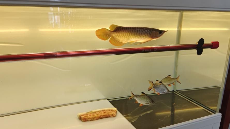 養龍魚魚缸燈最適合放在什么位置好呢