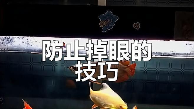 養龍魚魚缸燈最適合放在什么位置好呢