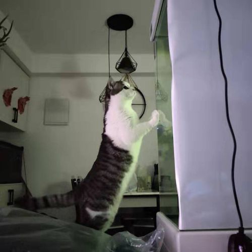 龍魚缸放珊瑚骨好不好：如何判斷龍魚是否適應堿性水