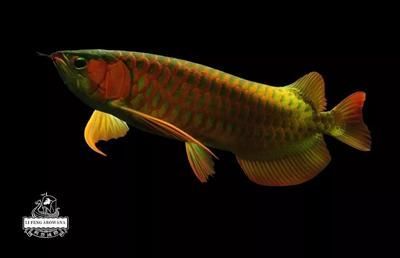紅龍魚蒙眼最好治療方法：紅龍魚蒙眼怎么辦