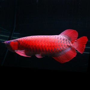 紅龍魚幼苗怎么挑選好的品種