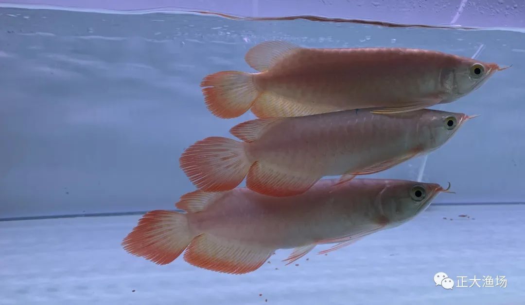 紅龍魚幼苗怎么挑選好的品種