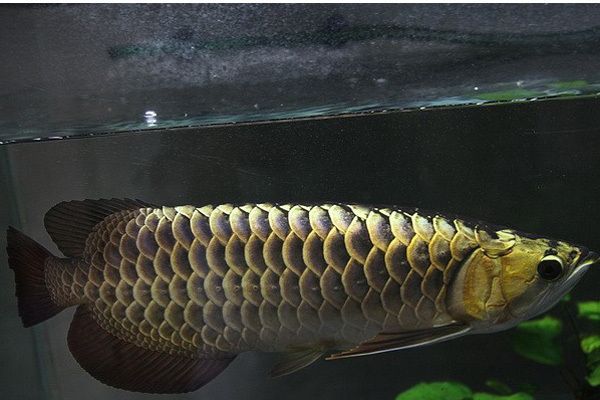 澳洲金龍魚的壽命是多長：澳洲金龍魚和金龍魚的區(qū)別 澳洲金龍魚的壽命是多長：澳洲金龍魚和金龍魚的區(qū)別 龍魚百科 第1張