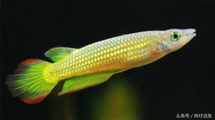 最小的金龍魚（最小的金龍魚品種是什么）