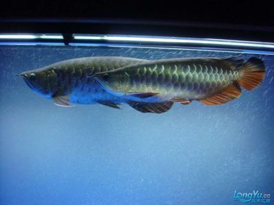 最小的金龍魚(yú)（最小的金龍魚(yú)品種是什么）