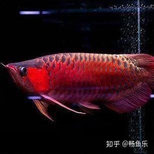 印尼紅龍和辣椒紅龍哪個好 印尼紅龍和辣椒紅龍哪個好 龍魚百科 第1張