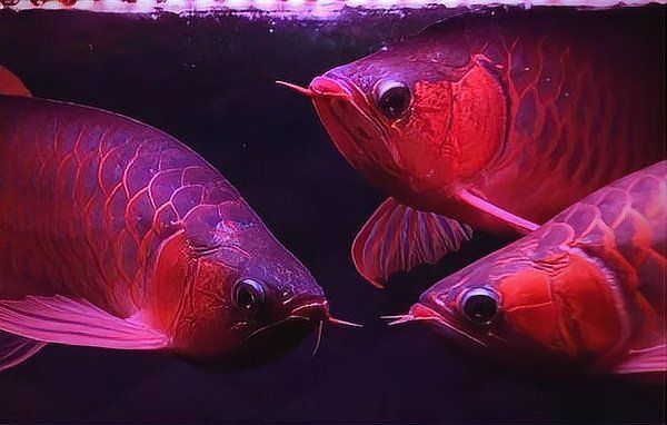 印尼紅龍和辣椒紅龍哪個好 印尼紅龍和辣椒紅龍哪個好 龍魚百科 第12張