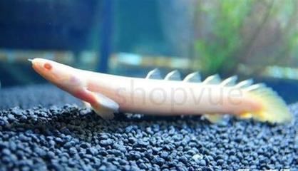 金恐龍魚好養嗎（金恐龍魚對水質的要求并不高，金恐龍魚混養搭配技巧） 金恐龍魚好養嗎（金恐龍魚對水質的要求并不高，金恐龍魚混養搭配技巧） 龍魚百科 第4張