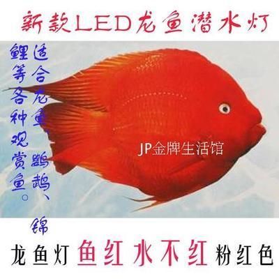 紅龍魚用什么品牌的燈（紅龍魚專用燈品牌及其型號推薦紅龍魚專用燈品牌及其型號）