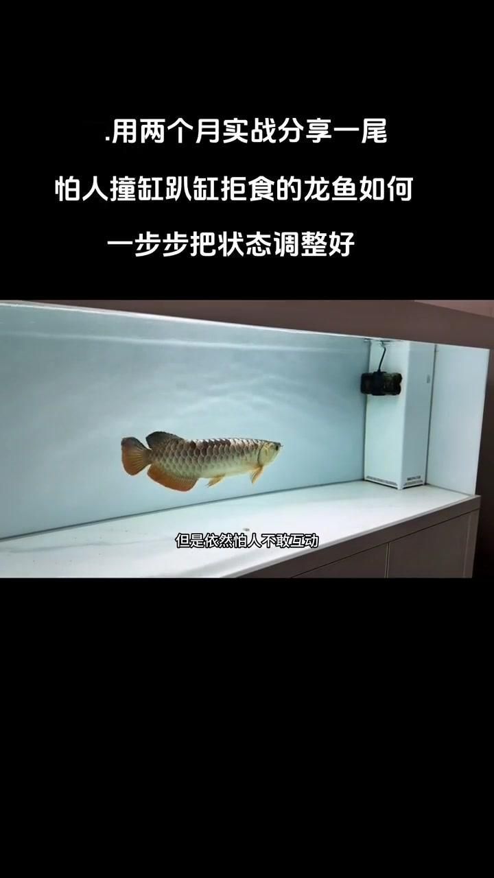 龍魚如何調節環境氣場？ 龍魚如何調節環境氣場？ 龍魚百科 第4張
