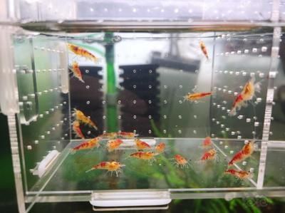 金龍魚的飼養(yǎng)秘籍有哪些，金龍魚的飼養(yǎng)秘籍