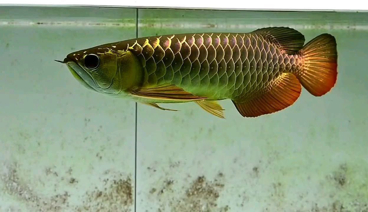 龍魚都有哪些顏色的：關于龍魚顏色的一些信息 龍魚都有哪些顏色的：關于龍魚顏色的一些信息 龍魚百科 第5張