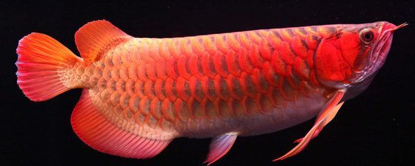 紅龍魚養(yǎng)多久成年能長大，：紅龍魚養(yǎng)多久成年能長大紅龍魚養(yǎng)多久成年能長大