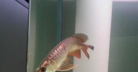 龍魚的藥海洋本草：海洋本草在龍魚的養(yǎng)護(hù)中扮演著重要的角色 龍魚的藥海洋本草：海洋本草在龍魚的養(yǎng)護(hù)中扮演著重要的角色 龍魚百科 第2張