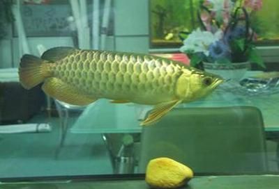 龍魚的藥海洋本草：海洋本草在龍魚的養(yǎng)護(hù)中扮演著重要的角色 龍魚的藥海洋本草：海洋本草在龍魚的養(yǎng)護(hù)中扮演著重要的角色 龍魚百科 第1張