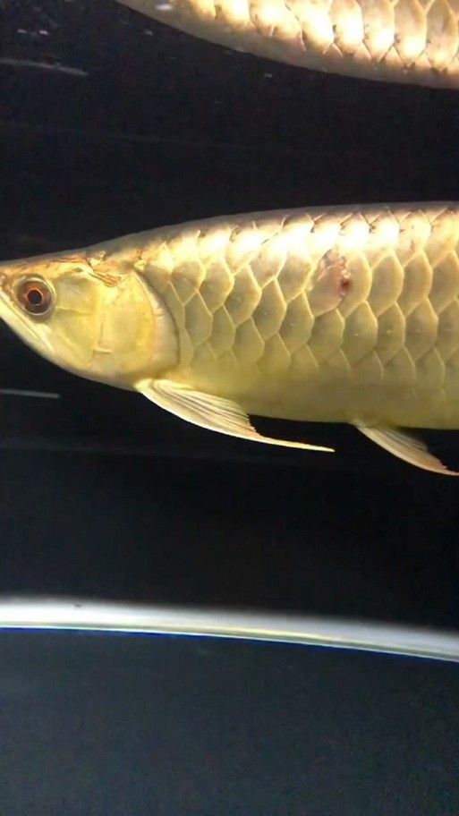 龍魚各種病圖解