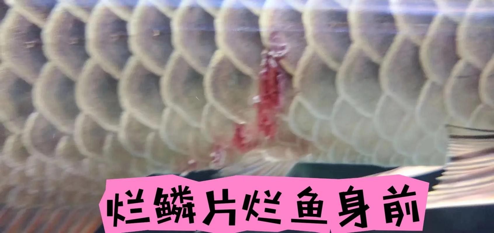 龍魚各種病圖解