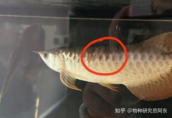 龍魚各種病圖解