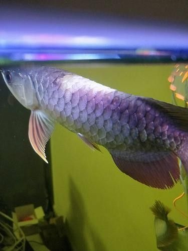 龍魚各種病圖解