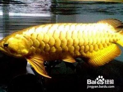 金龍魚投資邏輯
