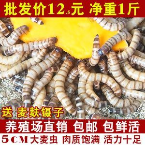 龍魚(yú)喂面包蟲(chóng)一次喂多少：龍魚(yú)喂食面包蟲(chóng)一次喂多少龍魚(yú)喂面包蟲(chóng)一次喂多少