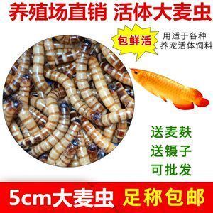 龍魚(yú)喂面包蟲(chóng)一次喂多少：龍魚(yú)喂食面包蟲(chóng)一次喂多少龍魚(yú)喂面包蟲(chóng)一次喂多少