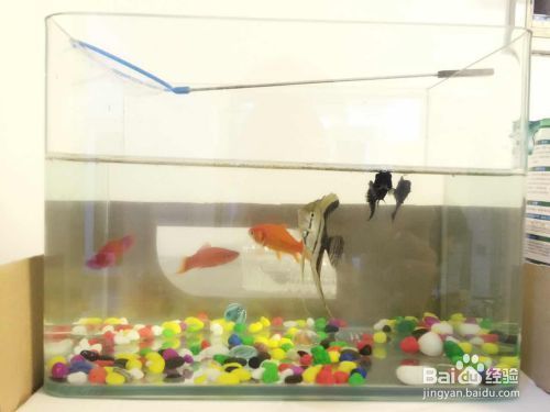 魚缸全部換水怎么處理（魚缸換水后如何養水）