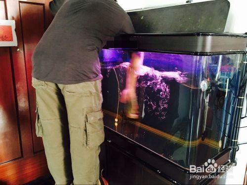 魚缸全部換水怎么處理（魚缸換水后如何養(yǎng)水）