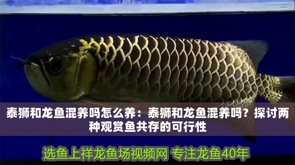 泰獅和龍魚混養嗎怎么養：泰獅和龍魚混養嗎？探討兩種觀賞魚共存的可行性 泰獅和龍魚混養嗎怎么養：泰獅和龍魚混養嗎？探討兩種觀賞魚共存的可行性 龍魚百科 第1張
