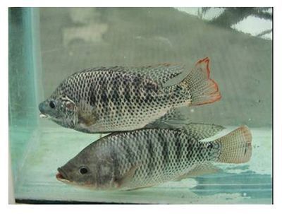 泰獅和龍魚混養嗎怎么養：泰獅和龍魚混養嗎？探討兩種觀賞魚共存的可行性 泰獅和龍魚混養嗎怎么養：泰獅和龍魚混養嗎？探討兩種觀賞魚共存的可行性 龍魚百科 第3張