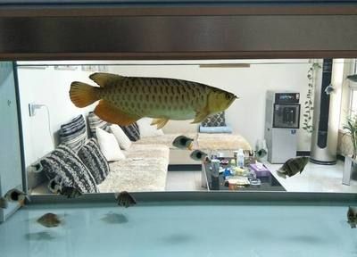 龍魚缸里有白色絮狀物是什么魚：龍魚缸中白色絮狀物的成因包括藻類過度繁殖、蛋白蟲的形成 龍魚缸里有白色絮狀物是什么魚：龍魚缸中白色絮狀物的成因包括藻類過度繁殖、蛋白蟲的形成 龍魚百科 第1張