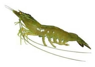 古典金龍魚特點介紹